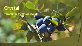  Presentation with pink and green nature - Presentation design featuring bilberry green nature background vaccinium background and a  colored foreground