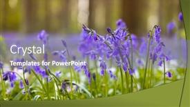  Presentation with belgium - Presentation with billions-of-bluebells-wildflowers-blooming background and a coral colored foreground