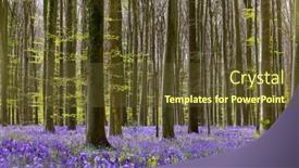 Presentation with belgium - PPT theme consisting of billions-of-bluebells-wildflowers-blooming background and a tawny brown colored foreground