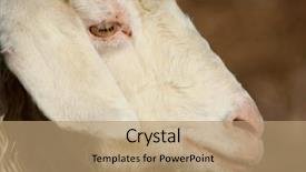  Presentation with sheep - Beautiful presentation theme featuring billy goat - close up portrait of sheep backdrop and a coral colored foreground