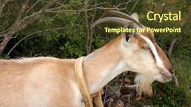  Presentation with pygmy goat - Colorful slide deck enhanced with billy goat in the barnyard backdrop and a tawny brown colored foreground