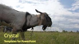  Presentation with cartoon goat - Amazing presentation theme having billy goat in the fields backdrop and a tawny brown colored foreground