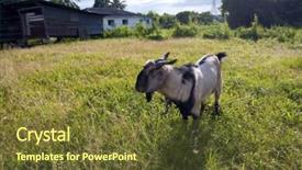  Presentation with cartoon goat - Presentation theme with billy goat in the fields background and a tawny brown colored foreground