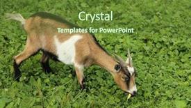  Presentation with cartoon goat - Cool new slide deck with billy goat backdrop and a tawny brown colored foreground