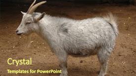  Presentation with sheep and goat - PPT theme featuring billy goat background and a tawny brown colored foreground