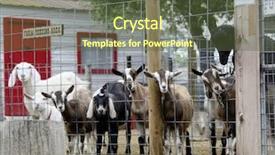  Presentation with goat farm - Audience pleasing PPT theme consisting of billy goats on a farm backdrop and a  colored foreground