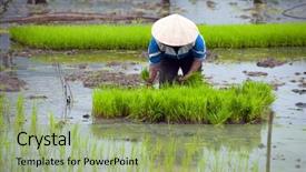  Presentation with paddy field - Amazing theme having binh tam coc organic farming backdrop and a yellow colored foreground