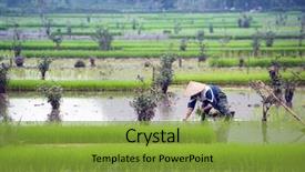  Presentation with organic rice - Slides having binh tam coc organic farming background and a gold colored foreground