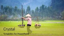  Presentation with rice paddy - Theme enhanced with binh tam coc organic farming background and a yellow colored foreground