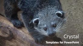  Presentation with wildlife - Colorful theme enhanced with bhutan - binturong arctictis binturong also known backdrop and a dark gray colored foreground