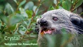  Presentation with indigenous - Presentation theme featuring binturong-arctictis-binturong-eating-fruit background and a tawny brown colored foreground