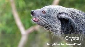  Presentation with south asia - Cool new presentation theme with binturong-arctictis-binturong-side-profile backdrop and a gray colored foreground