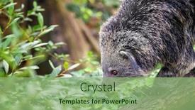  Presentation with indigenous - Audience pleasing presentation consisting of binturong-arctictis-binturong-walking-down backdrop and a seafoam green colored foreground