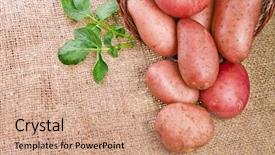  Presentation with bio - Slide set consisting of bio chips - fresh potatoes in a basket background and a  colored foreground