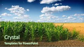  Presentation with colorful green corn field - Beautiful PPT theme featuring bio diesel - green corn field backdrop and a tawny brown colored foreground