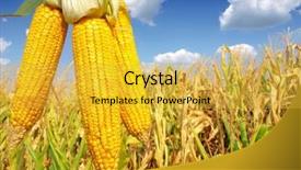  Presentation with corn - Beautiful PPT theme featuring bio energy - corn close-up backdrop and a yellow colored foreground