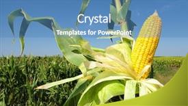  Presentation with corn - Beautiful presentation theme featuring bio energy - corn close-up backdrop and a teal colored foreground