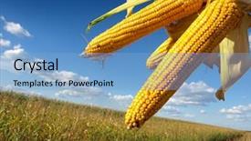  Presentation with bio - Colorful theme enhanced with bio energy - corn field backdrop and a light blue colored foreground