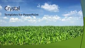  Presentation with corn field - PPT layouts with bio energy - corn field background and a teal colored foreground
