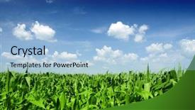  Presentation with corn field - Colorful slide deck enhanced with bio energy - corn field backdrop and a light blue colored foreground