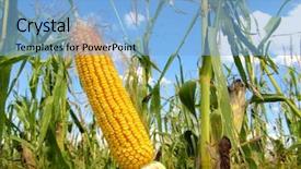  Presentation with corn field - Cool new PPT theme with bio energy - corn field backdrop and a light blue colored foreground