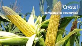  Presentation with bio - Amazing slides having bio energy - corn field backdrop and a  colored foreground