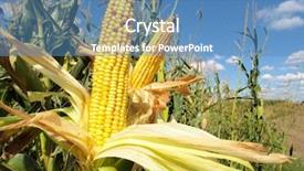  Presentation with corn field - PPT layouts featuring bio fuels - corn field closeup background and a teal colored foreground