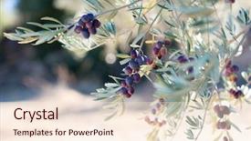  Presentation with olive trees - Cool new slides with bio oil - olive trees garden mediterranean olive backdrop and a lemonade colored foreground