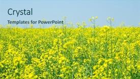  Presentation with rapeseed oil - Audience pleasing PPT layouts consisting of bio oil - rapeseed field in summer backdrop and a light blue colored foreground