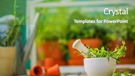  Presentation with herbal medicine healing herbs mortar - PPT layouts consisting of bioceramic - herbs from the greenhouse background and a  colored foreground