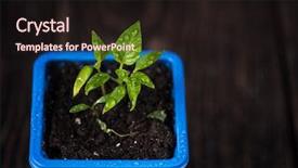  Presentation with black pepper plant - Colorful slide set enhanced with biodegradeable plastic - pepper plant growing backdrop and a wine colored foreground