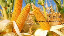  Presentation with corn field - Colorful slide deck enhanced with biodiesel plant - corn field backdrop and a gold colored foreground