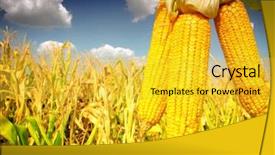  Presentation with corn plant - Theme having biodiesel plant - corn field background and a  colored foreground