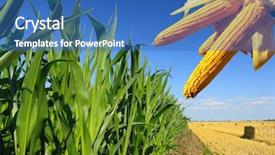  Presentation with corn field - Presentation theme enhanced with biodiesel plant - corn field background and a teal colored foreground