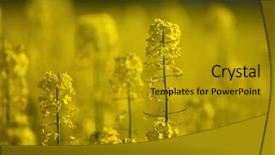  Presentation with carabao in rice field - Audience pleasing presentation consisting of biodiesel plant - blooming rapeseed field closeup backdrop and a  colored foreground