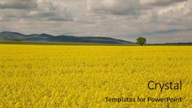  Presentation with rapeseed - Cool new slide set with biodiesel plant - blooming rapeseed field with dark backdrop and a gold colored foreground