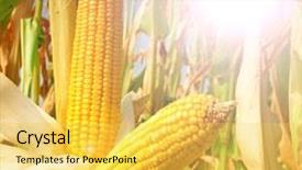  Presentation with corn field - Colorful PPT theme enhanced with biodiesel plant - corn field and sun backdrop and a yellow colored foreground