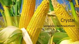  Presentation with corn field - PPT theme with biodiesel plant - corn field closeup background and a gold colored foreground