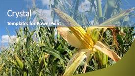  Presentation with corn plant - Audience pleasing presentation consisting of biodiesel plant - corn field backdrop and a  colored foreground