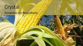  Presentation with corn field - Slides featuring biodiesel plant - corn field background and a yellow colored foreground