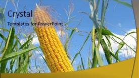  Presentation with corn plant - Beautiful slides featuring biodiesel plant - corn field backdrop and a  colored foreground
