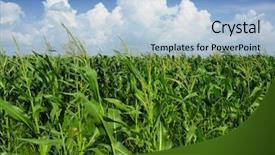  Presentation with corn plant - PPT layouts with biodiesel plant - corn field background and a light blue colored foreground