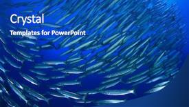  Presentation with fish - Presentation featuring biodiversidad - barracuda fish shoal background and a ocean colored foreground