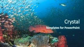  Presentation with tropical reef fish - Slide set with biodiversidad - coral reef and tropical fish background and a ocean colored foreground