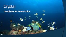  Presentation with tuna fish underwater in ocean - Audience pleasing slides consisting of biodiversidad - fish on underwater coral reef backdrop and a gray colored foreground