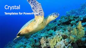  Presentation with sea coral - Amazing presentation design having biodiversidad - hawksbill sea turtle on coral backdrop and a cobalt blue colored foreground