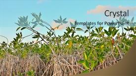  Presentation with mangrove - PPT theme enhanced with biodiversidad - mangrove vegetation in sian ka background and a  colored foreground