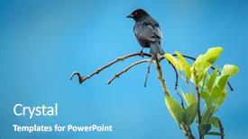  Presentation with costa rica - PPT theme with biodiversidad - tropical bird of costa rica background and a teal colored foreground