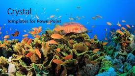  Presentation with sea coral - Cool new PPT layouts with biodiversidad - tropical fish on coral reef backdrop and a cyan colored foreground