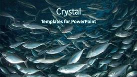  Presentation with tuna fish - PPT layouts enhanced with biodiversidad - tuna fish in sea background and a ocean colored foreground
